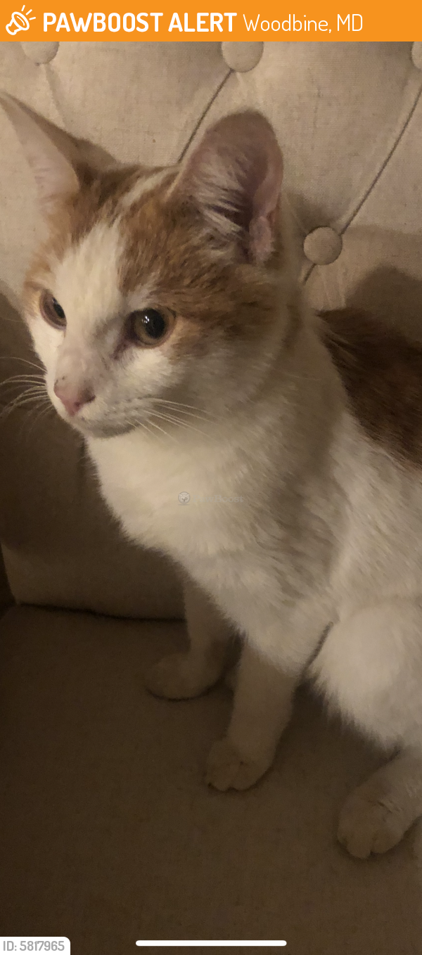Found/Stray Unknown Cat last seen Jennings Chapel and Colton Rd., Woodbine, MD 21738