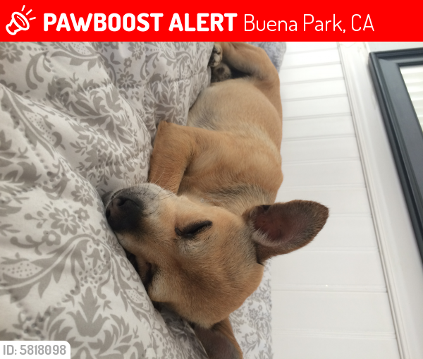 Lost Male Dog last seen Orangethorpe Ave, Buena Park, CA 90620