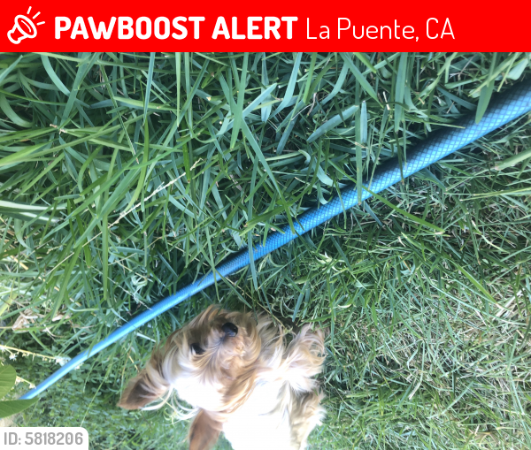 Lost Male Dog last seen Greendale , Lomitas , La Puente, CA 91746