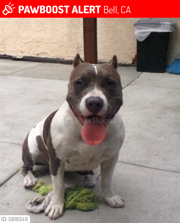 Lost Female Dog last seen Bell ca, Bell, CA 90201