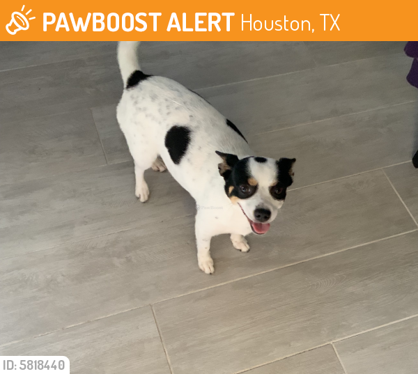 Found/Stray Female Dog last seen Creeksouth Road, Houston, TX 77068