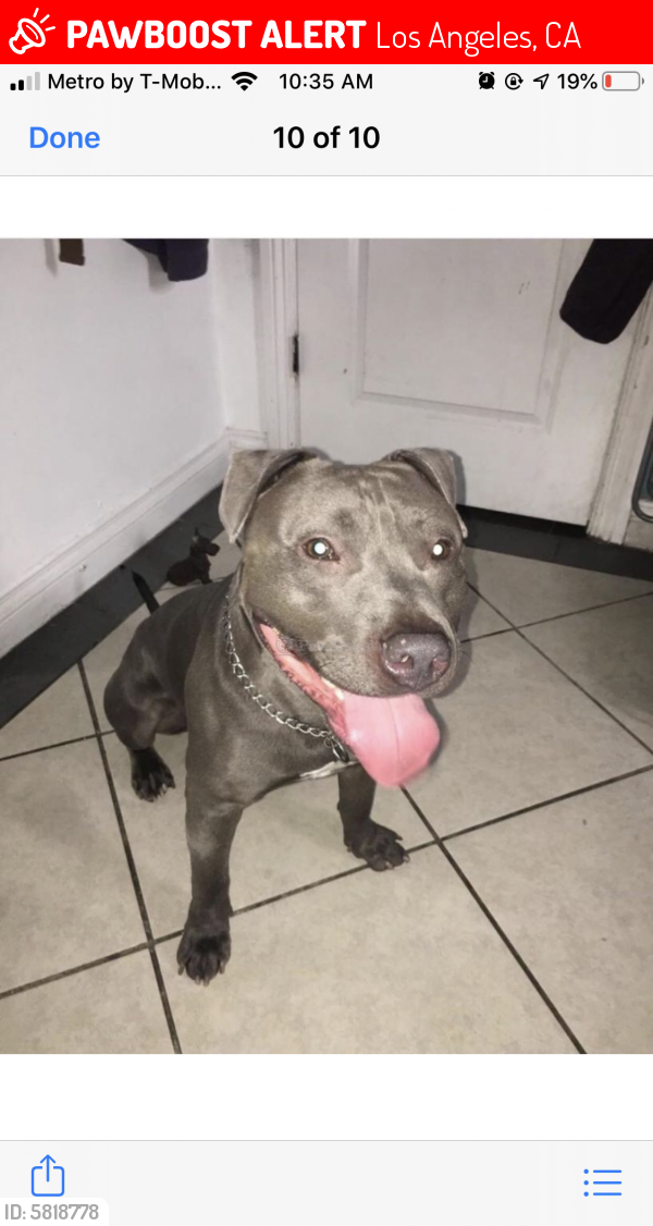Lost Male Dog last seen Gage and western , Los Angeles, CA 90047