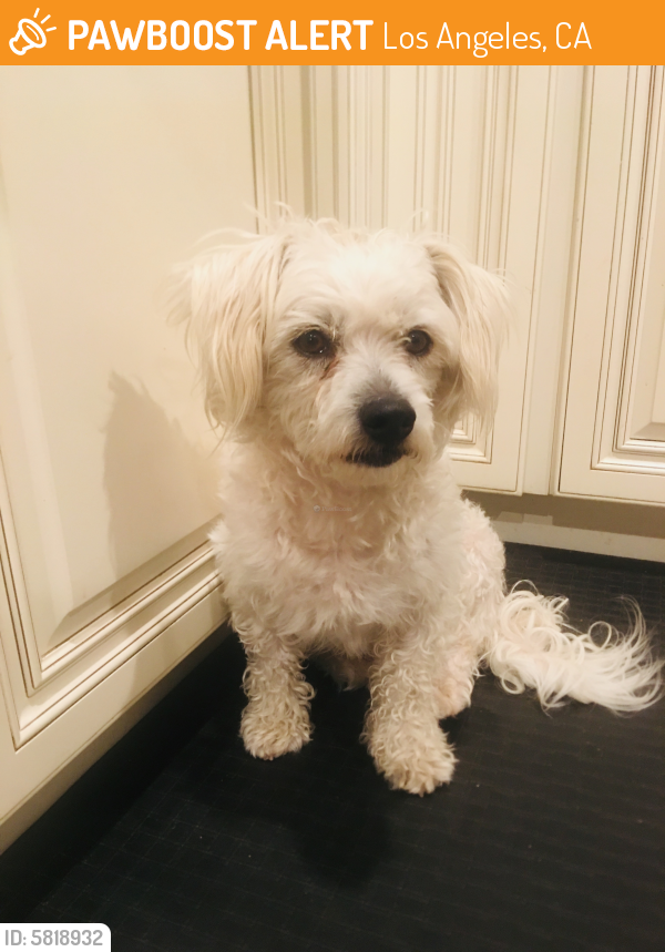 Rehomed Male Dog last seen Alameda St in Los Angeles by 10 west Santa Monica Fwy, Los Angeles, CA 90013
