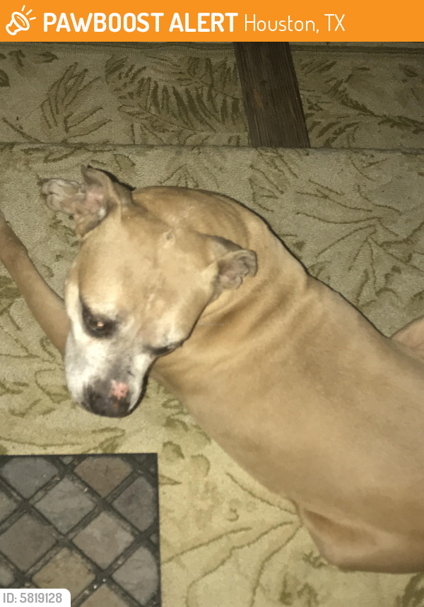 Rehomed Female Dog last seen Remington Ranch , Houston, TX 77073