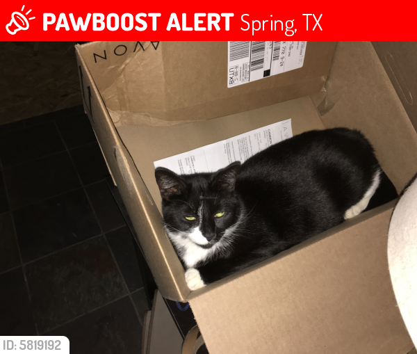 Lost Female Cat last seen Cow Oak Dr Spring Tx, Spring, TX 77389