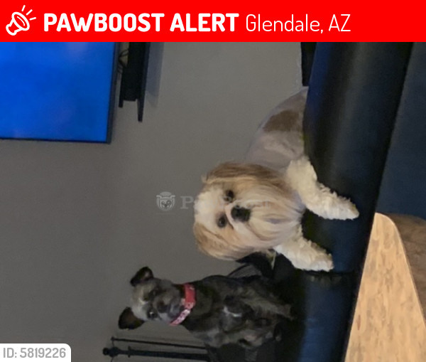 Lost Male Dog last seen Near ave and butler, Glendale, AZ 85302