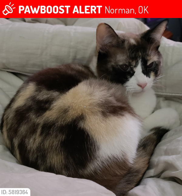 Lost Female Cat last seen 36th St, Norman, OK 73072
