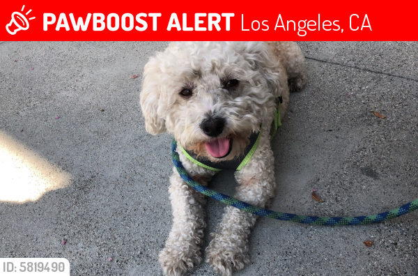 Lost Male Dog last seen Hoover/Colden Ave, Los Angeles, CA 90044
