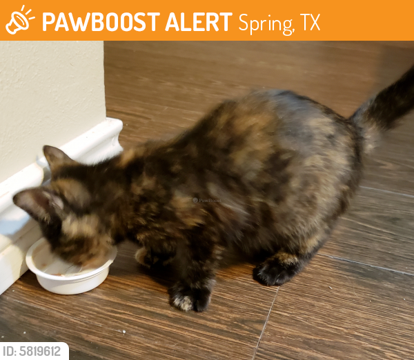 Rehomed Female Cat last seen Emory Oak Ct and Wandering Oak , Spring, TX 77381