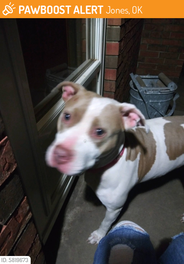 Found/Stray Female Dog last seen 50th and Indian Meridian, Jones, OK 73049