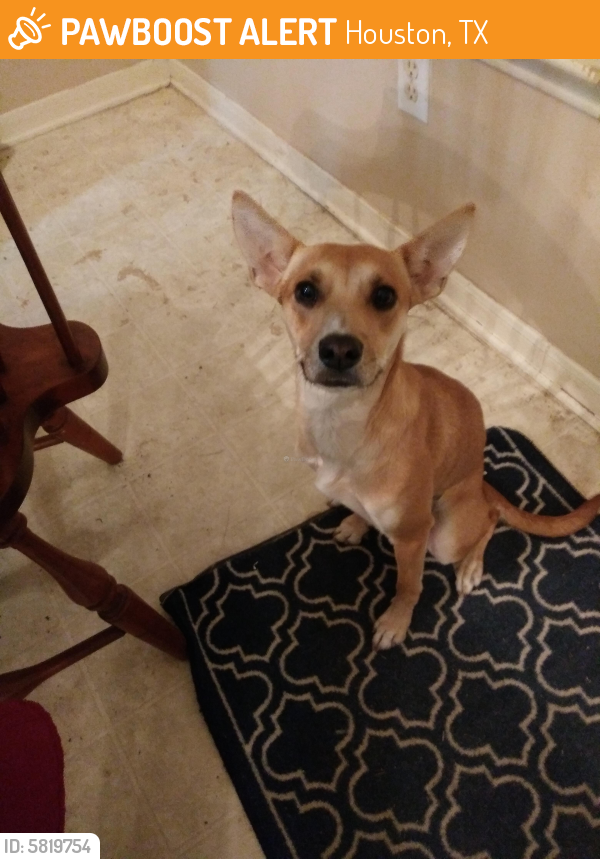 Surrendered Female Dog last seen Champions and 1960, Houston, TX 77069