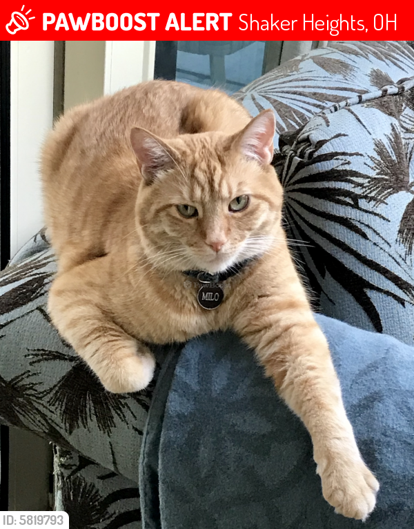Lost Male Cat last seen Chesterton rd and South Park, Shaker Heights, OH 44122