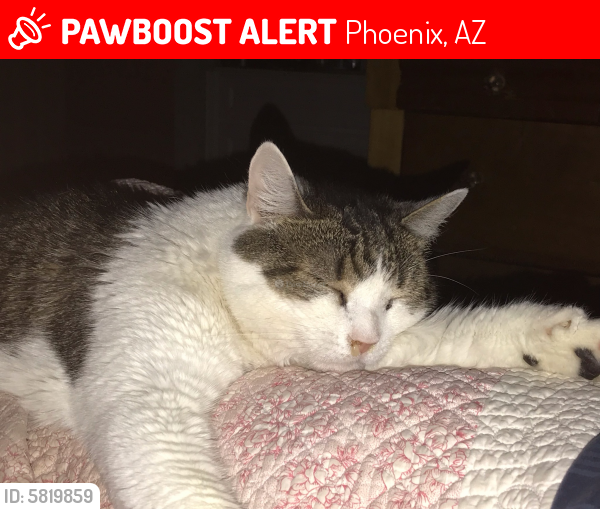 Lost Male Cat last seen 35th Ave & Bell Rd, Phoenix, AZ 85053