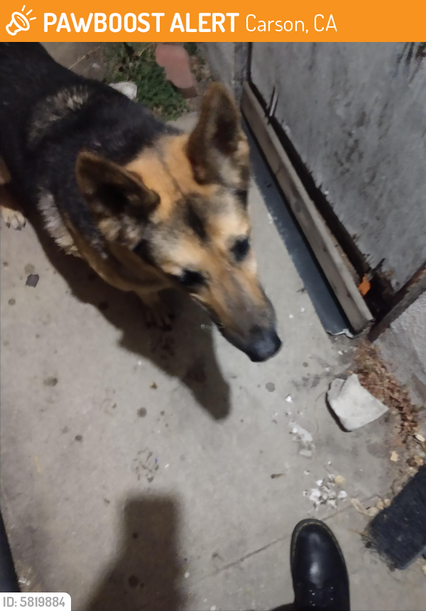 Surrendered Female Dog last seen Near , Carson, CA 90745
