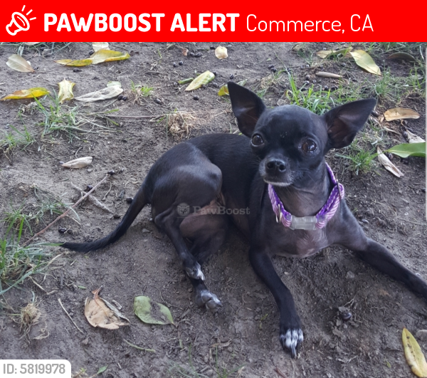 Lost Female Dog last seen Randolph & Eastern , Commerce, CA 90201