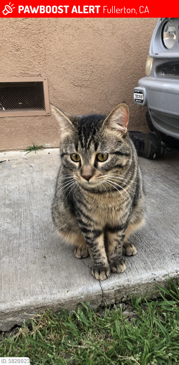 Lost Male Cat last seen W Ash Ave, Fullerton CA, Fullerton, CA 92833