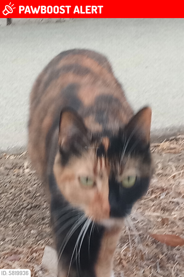Lost Female Cat last seen Pathfinder Road & Fullerton Road, Pathfinder Community Center, Rowland Heights, CA 91748