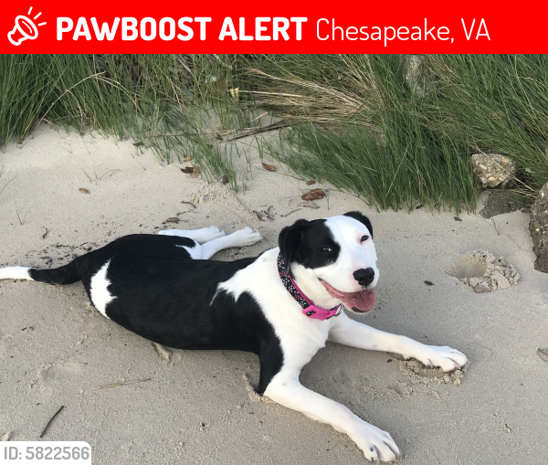 Lost Female Dog last seen South Battlefield Blvd. and Peaceful Road, Chesapeake, VA 23322