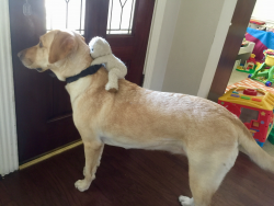 Reunited Female Dog last seen Morgan and Southfork, Pearland, TX 77584