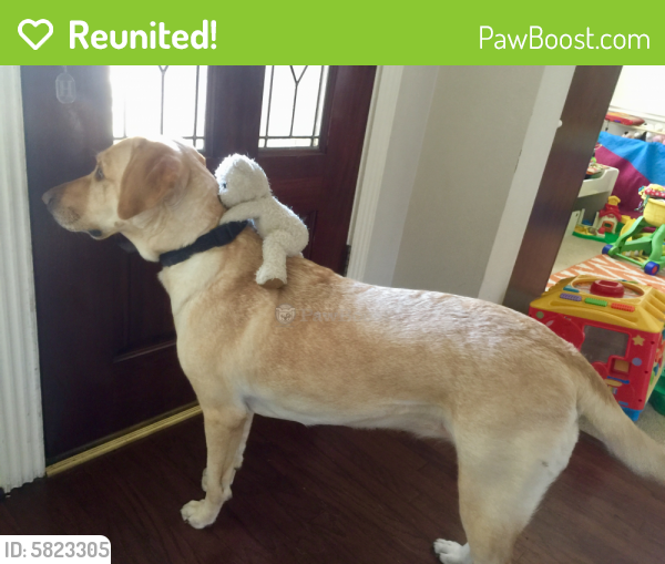 Reunited Female Dog last seen Morgan and Southfork, Pearland, TX 77584