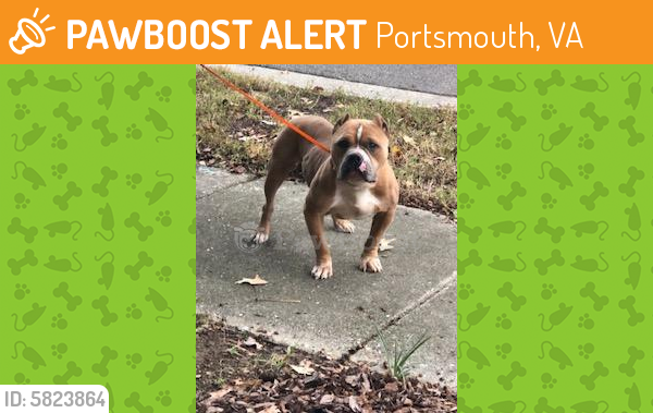 Rehomed Male Dog last seen  Twin Pines & Gateway at Parkway Plaza, Portsmouth, VA 23703
