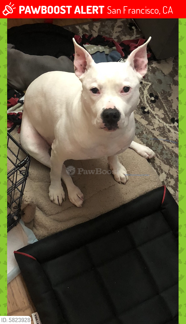 Lost Female Dog last seen Alemany Blvd , San Francisco, CA 94132