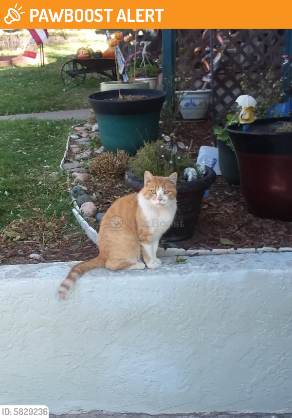 Rehomed Male Cat last seen Academy and San Miguel, Colorado Springs, CO 80909