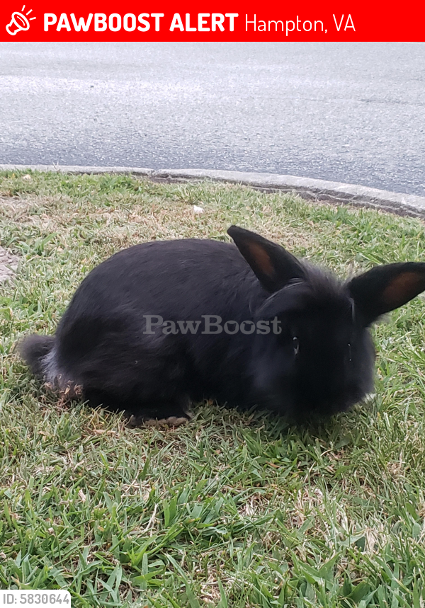 Lost Male Rabbit last seen Darling Stadium/Eason Park, Hampton, VA 23669