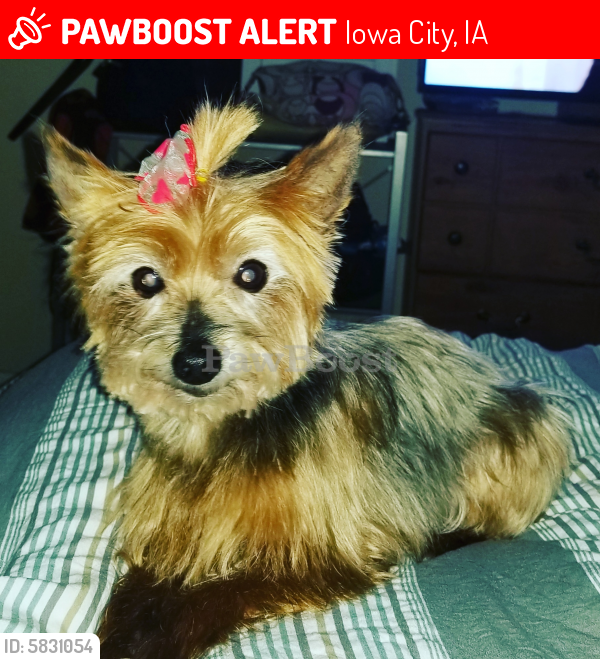 Lost Female Dog last seen Cross Park ave  , Iowa City, IA 52240