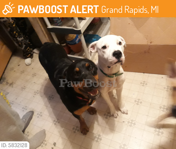 Found/Stray Female Dog last seen Granville and Franklin , Grand Rapids, MI 49503