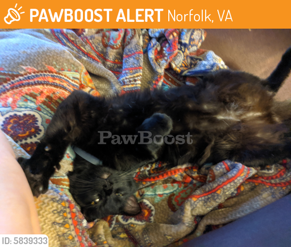 Found/Stray Male Cat last seen Monitor Way & Kearsarge Place, Norfolk, VA 23503