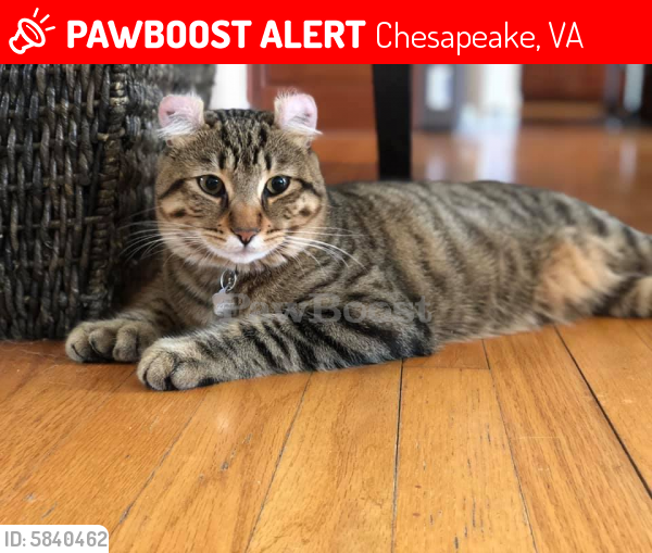 Lost Male Cat last seen Hanbury & Battlefield, Chesapeake, VA 23322