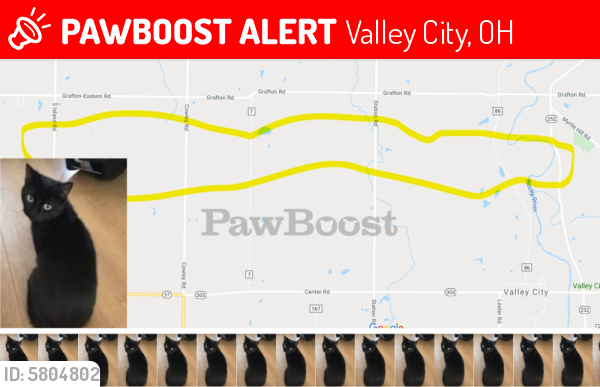 Lost Female Cat last seen Near Columbia Rd, Valley City, Valley City, OH 44280