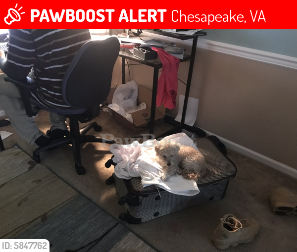 Lost Female Dog last seen Portsmouth Blvd& Joliff Landinf , Chesapeake, VA 23321
