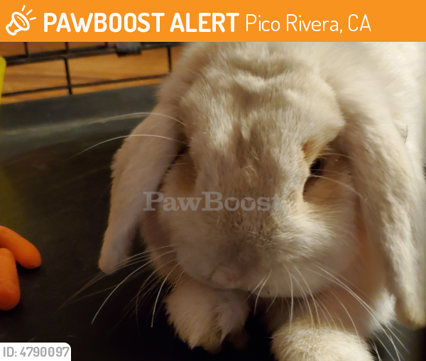 Found/Stray Unknown Rabbit last seen Durfee Avenue & Beverly Blvd., Pico Rivera, CA 90660