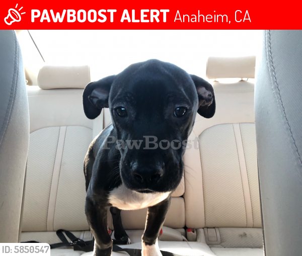 Lost Male Dog last seen Beach and ball / rear side of the senior community parking lot close to Twila Reid Park, Anaheim, CA 92804