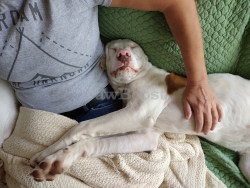 Reunited Male Dog last seen Blythewood rd, Blythewood, SC 29016
