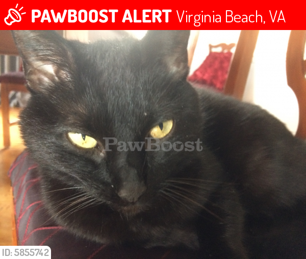 Lost Female Cat last seen General Booth, Princess Anne, Seaboard, Virginia Beach, VA 23456