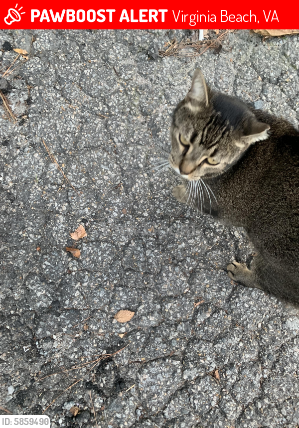 Deceased Male Cat last seen Berkley place, Virginia Beach, VA 23452