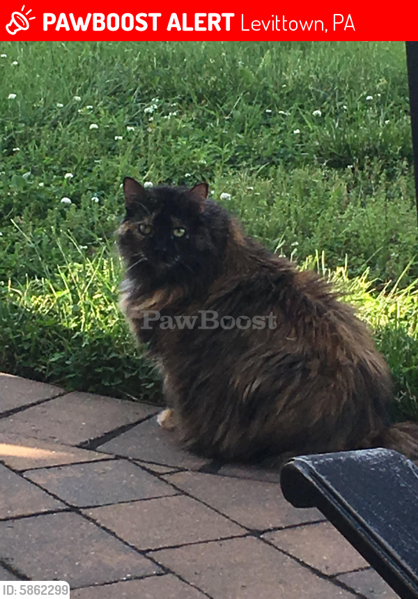 Levittown, PA Lost Female Cat, Molly Is Missing PawBoost