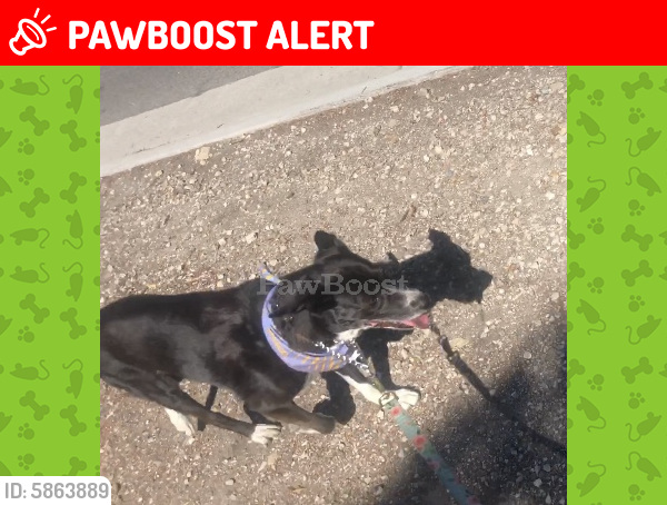 Lost Female Dog last seen Silver spur road, Los Angeles County, CA 90274
