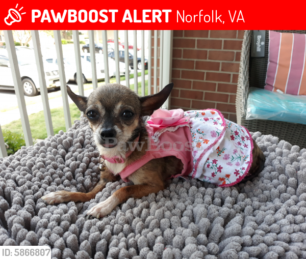 Lost Female Dog last seen Near frament ave Norfolk VA 23502, Norfolk, VA 23502