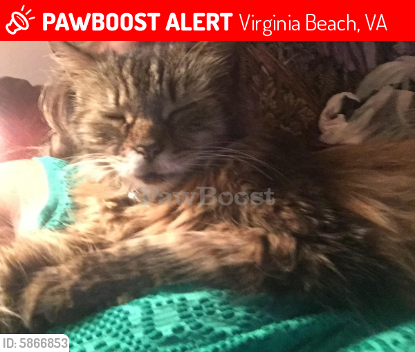 Lost Male Cat last seen Rosemont Road & Bow Creek Blvd, Virginia Beach, VA 23452