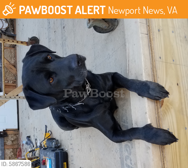 Found/Stray Male Dog last seen GARROW RD OFF OF DENBIGH BLVD, Newport News, VA 23602