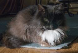 Lost Male Cat last seen Fischer's Garden trailer park, Sauk Rapids, MN 56379