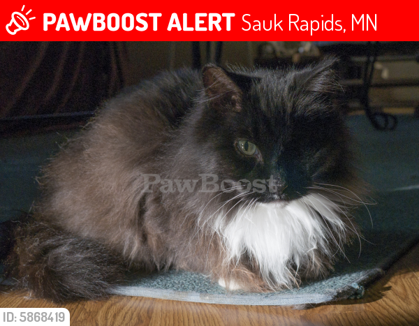 Lost Male Cat last seen Fischer's Garden trailer park, Sauk Rapids, MN 56379