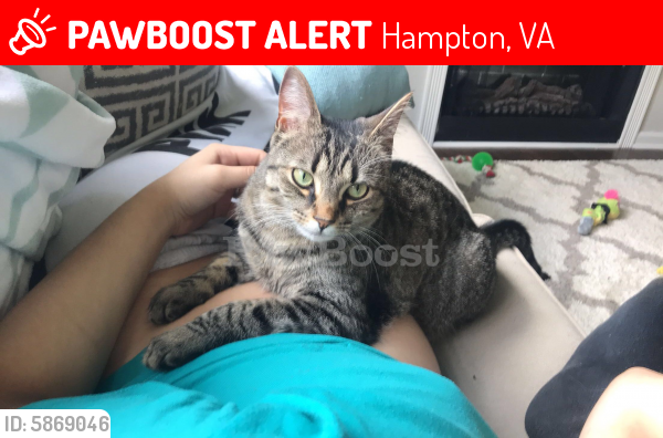 Lost Male Cat last seen Woodland Rd and Morgan Drive, Hampton, VA 23663