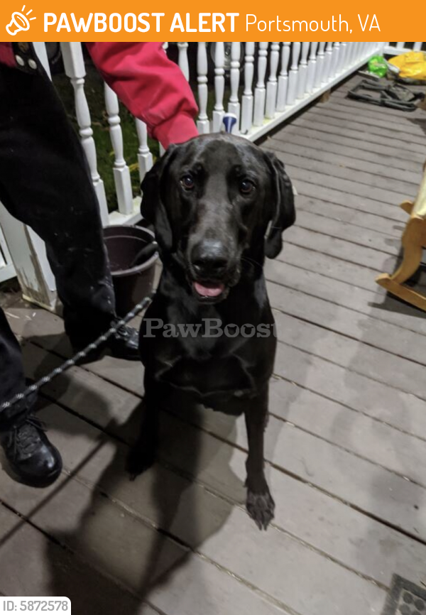 Found/Stray Male Dog last seen Near Bolling Rd, Portsmouth, VA 23701