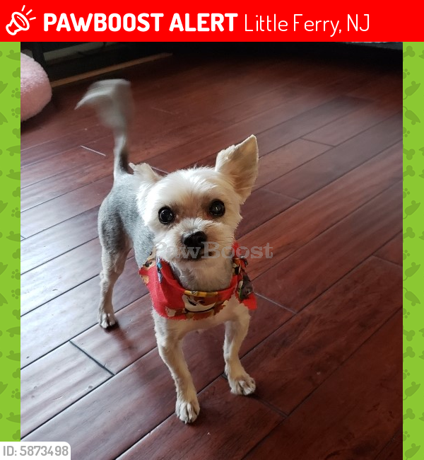 Lost Male Dog last seen Main Street and Bergen Turnpike, Little Ferry, NJ 07643
