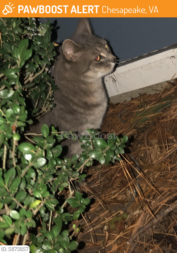 Surrendered Unknown Cat last seen The Amber Apartments by Greenbrier Primary, Chesapeake, VA 23320